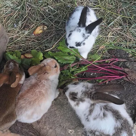 Сasa de vacaciones Hidden Garden Kide Cluj-Napoca